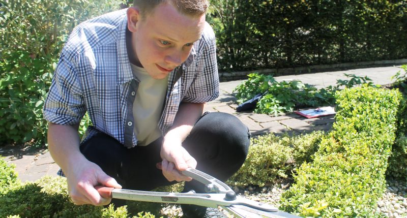 horticulture student trimming hedge