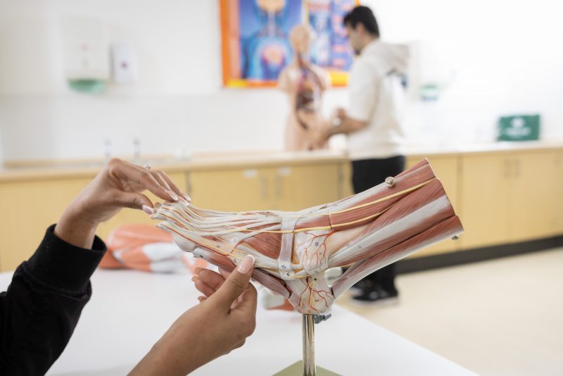 Student hands working on foot muscles
