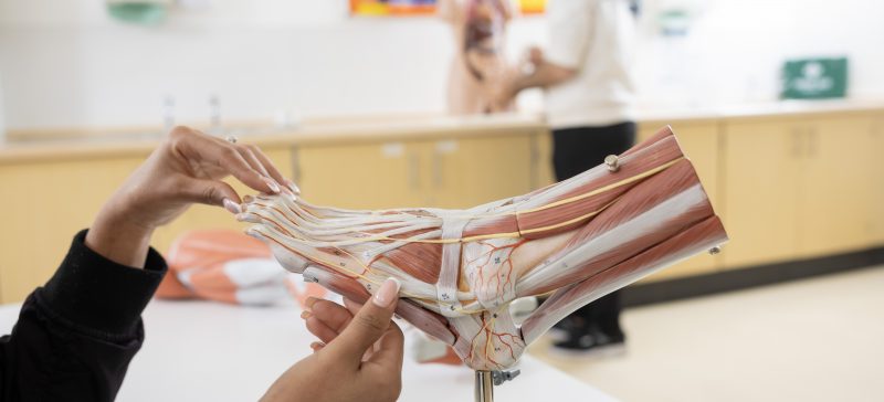 Student hands workring on foot model